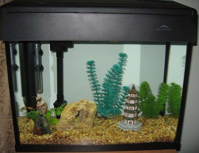 12 gallons freshwater fish tank (mostly fish and non-living decorations) - MY 12G 12 gallons freshwater fish tank (mostly fish and non-living decorations) - MY 12G