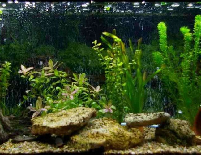 22 gallons freshwater fish tank (mostly fish and non-living decorations) - My 3ft Tropical Community Tank 22 gallons freshwater fish tank (mostly fish and non-living decorations) - My 3ft Tropical Community Tank