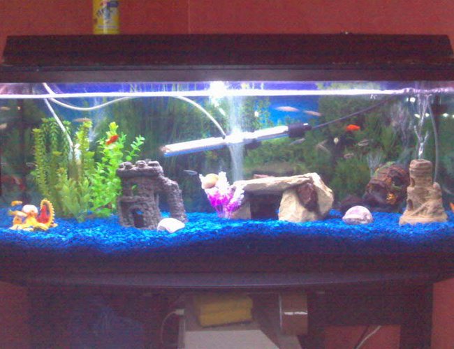 22 gallons freshwater fish tank (mostly fish and non-living decorations) - here's my tank will update the pic when its finished. 22 gallons freshwater fish tank (mostly fish and non-living decorations) - here's my tank will update the pic when its finished.