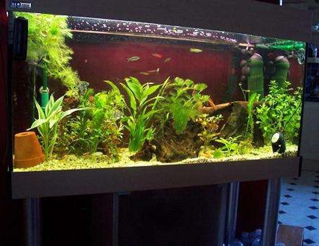 40 gallons freshwater fish tank (mostly fish and non-living decorations) - My planted community tank. 40 gallons freshwater fish tank (mostly fish and non-living decorations) - My planted community tank.