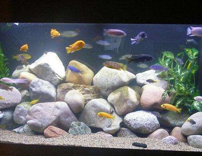 100 gallons freshwater fish tank (mostly fish and non-living decorations) - 100G Malawi Mbuna with River Rock 100 gallons freshwater fish tank (mostly fish and non-living decorations) - 100G Malawi Mbuna with River Rock