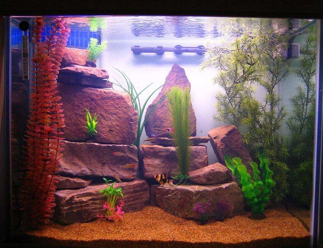 40 gallons freshwater fish tank (mostly fish and non-living decorations) - Freshwater tank 40 gallons freshwater fish tank (mostly fish and non-living decorations) - Freshwater tank