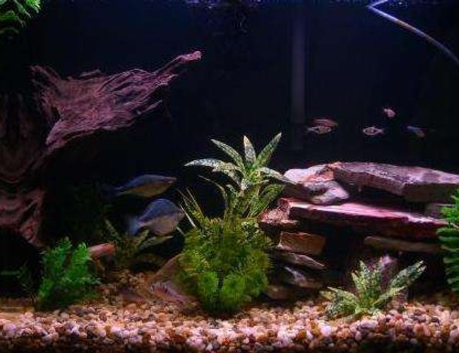 45 gallons freshwater fish tank (mostly fish and non-living decorations) - My half-wooded setup.
Had to take one piece of driftwood out to get clearer water. I'm pretty happy with it- and the fishies are really happy :) 45 gallons freshwater fish tank (mostly fish and non-living decorations) - My half-wooded setup.
Had to take one piece of driftwood out to get clearer water. I'm pretty happy with it- and the fishies are really happy :)