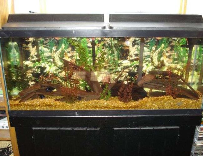 55 gallons freshwater fish tank (mostly fish and non-living decorations) - my 55 gal look at all the evil eyes 55 gallons freshwater fish tank (mostly fish and non-living decorations) - my 55 gal look at all the evil eyes