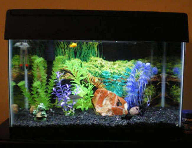 55 gallons freshwater fish tank (mostly fish and non-living decorations) - 10gal w/eclipse hood 55 gallons freshwater fish tank (mostly fish and non-living decorations) - 10gal w/eclipse hood