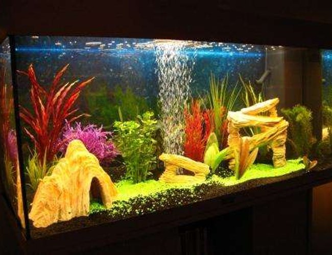 40 gallons freshwater fish tank (mostly fish and non-living decorations) - My new Rio 180. It only has 5 zebra danios in at the moment, but very much looking forward to adding more fish when the tank has cycled.. 40 gallons freshwater fish tank (mostly fish and non-living decorations) - My new Rio 180. It only has 5 zebra danios in at the moment, but very much looking forward to adding more fish when the tank has cycled..