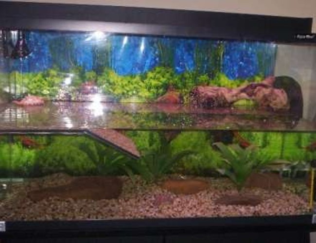 24 gallons freshwater fish tank (mostly fish and non-living decorations) - My turtle tank 24 gallons freshwater fish tank (mostly fish and non-living decorations) - My turtle tank