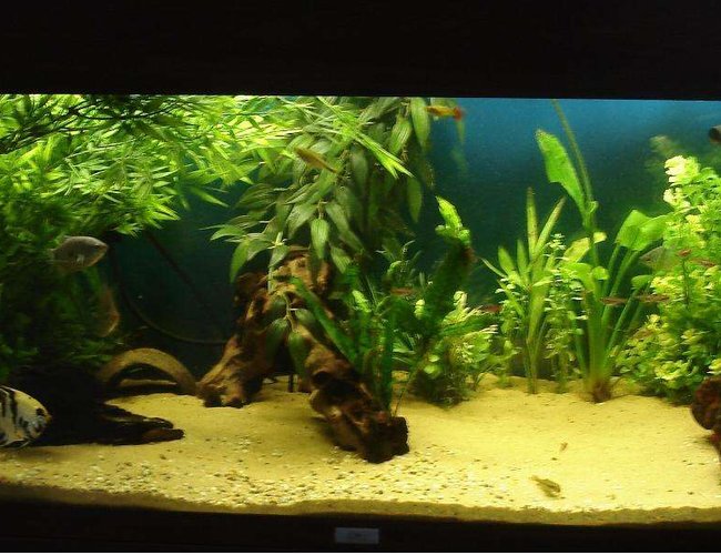40 gallons freshwater fish tank (mostly fish and non-living decorations) - My tank 40 gallons freshwater fish tank (mostly fish and non-living decorations) - My tank