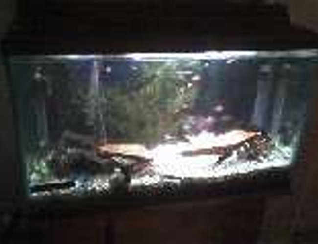 55 gallons freshwater fish tank (mostly fish and non-living decorations) - my other tank. its a 30 gallon community tank 55 gallons freshwater fish tank (mostly fish and non-living decorations) - my other tank. its a 30 gallon community tank