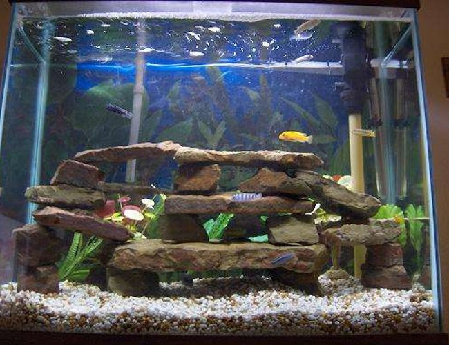 45 gallons freshwater fish tank (mostly fish and non-living decorations) - 10 african cichlids, 2 plec, 2 striped raphael catfish 45 gallons freshwater fish tank (mostly fish and non-living decorations) - 10 african cichlids, 2 plec, 2 striped raphael catfish