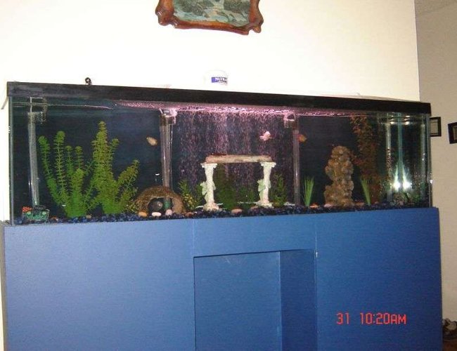 88 gallons freshwater fish tank (mostly fish and non-living decorations) - my tank 88 gallons freshwater fish tank (mostly fish and non-living decorations) - my tank