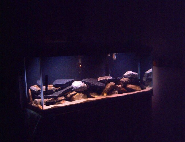 52 gallons freshwater fish tank (mostly fish and non-living decorations) - 52 gallon freshwater.
-7 Ps. Demasoni (just lost one)
-4 Labidochromis caeruleus
-Some Granite rocks, some from a local farm
-Playsand
-Fluval 304
-Rena 250 Watt
-2 poor standard 15 watt lights (hopefully getting upgraded) 52 gallons freshwater fish tank (mostly fish and non-living decorations) - 52 gallon freshwater.
-7 Ps. Demasoni (just lost one)
-4 Labidochromis caeruleus
-Some Granite rocks, some from a local farm
-Playsand
-Fluval 304
-Rena 250 Watt
-2 poor standard 15 watt lights (hopefully getting upgraded)