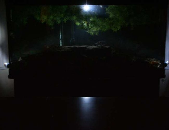72 gallons freshwater fish tank (mostly fish and non-living decorations) - Moon light 72 gallons freshwater fish tank (mostly fish and non-living decorations) - Moon light