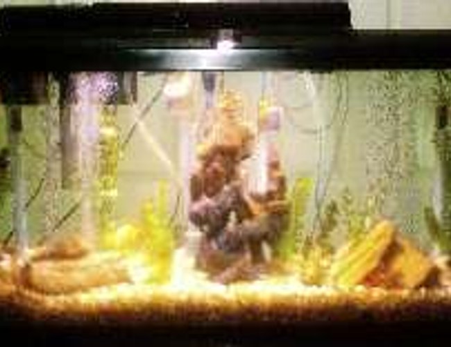 55 gallons freshwater fish tank (mostly fish and non-living decorations) - 55gal 48'x13" natural colors and artificial plants and 14' castle 55 gallons freshwater fish tank (mostly fish and non-living decorations) - 55gal 48'x13" natural colors and artificial plants and 14' castle