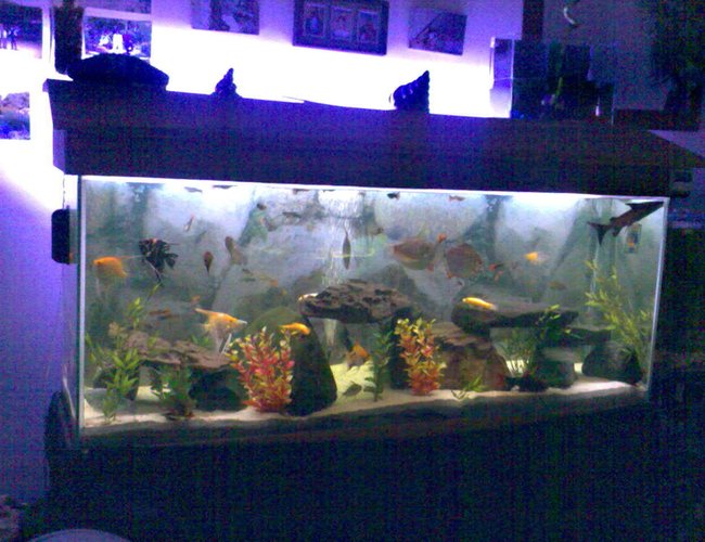 52 gallons freshwater fish tank (mostly fish and non-living decorations) - not bad for a first tank 52 gallons freshwater fish tank (mostly fish and non-living decorations) - not bad for a first tank