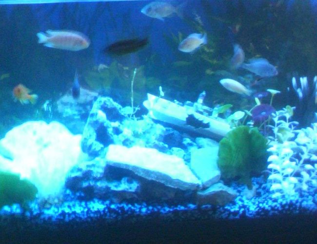 55 gallons freshwater fish tank (mostly fish and non-living decorations) - my assorted cichlid tank 55 gallons freshwater fish tank (mostly fish and non-living decorations) - my assorted cichlid tank
