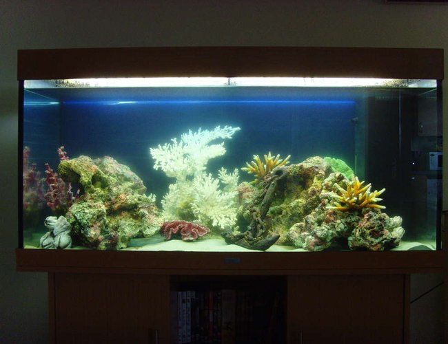 80 gallons freshwater fish tank (mostly fish and non-living decorations) - My Artificial Coral Reef Tank without fish 80 gallons freshwater fish tank (mostly fish and non-living decorations) - My Artificial Coral Reef Tank without fish