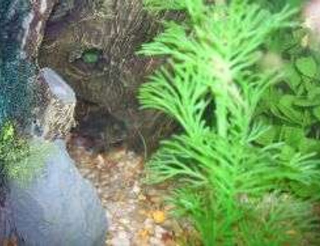 55 gallons freshwater fish tank (mostly fish and non-living decorations) - Hi my name Squirt.I kno im a cichlid but i dont know what kind i am can u please help me out!!!! I may be small and nice when the light is on but im a lil terror when the lights go off.i fight with the 4 jewel cichlids and they all back off. 55 gallons freshwater fish tank (mostly fish and non-living decorations) - Hi my name Squirt.I kno im a cichlid but i dont know what kind i am can u please help me out!!!! I may be small and nice when the light is on but im a lil terror when the lights go off.i fight with the 4 jewel cichlids and they all back off.