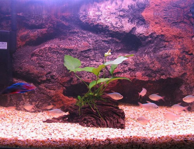 24 gallons freshwater fish tank (mostly fish and non-living decorations) - my 2 ft tank 24 gallons freshwater fish tank (mostly fish and non-living decorations) - my 2 ft tank