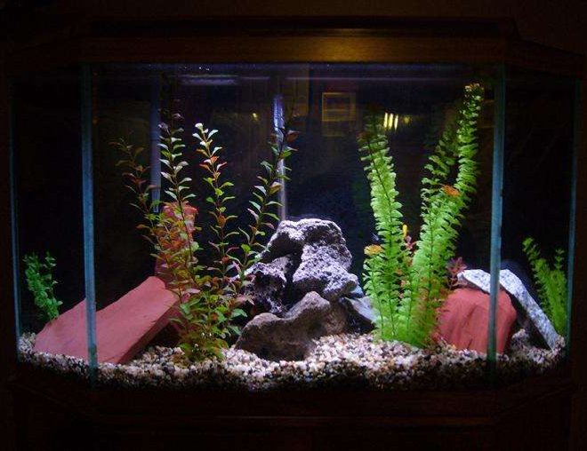 33 gallons freshwater fish tank (mostly fish and non-living decorations) - 33g cichlid tank