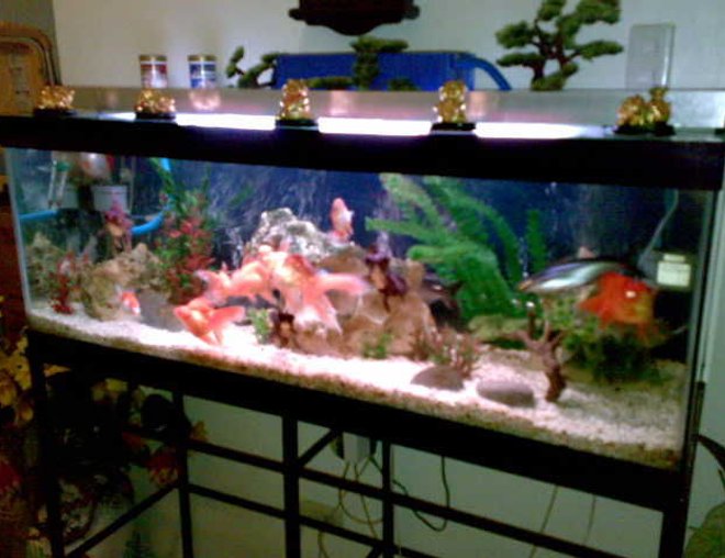 75 gallons freshwater fish tank (mostly fish and non-living decorations) - my tank.