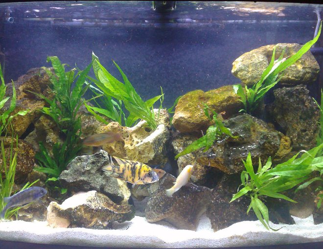 46 gallons freshwater fish tank (mostly fish and non-living decorations) - 180L bowfront, mixed rift lake african running for 1 year now; tufa rock, all real plants (lots of java fern, some vallis), crushed coral substrate