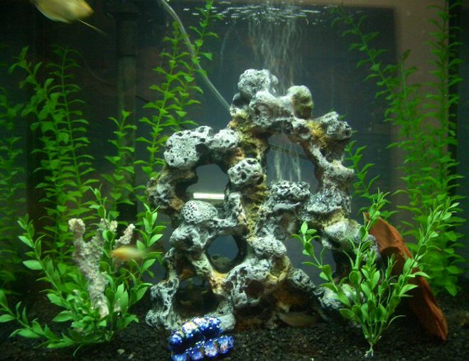 28 gallons freshwater fish tank (mostly fish and non-living decorations) - my tank 28 gallons freshwater fish tank (mostly fish and non-living decorations) - my tank