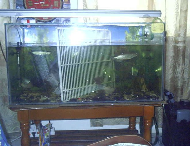 300 gallons freshwater fish tank (mostly fish and non-living decorations) - hh