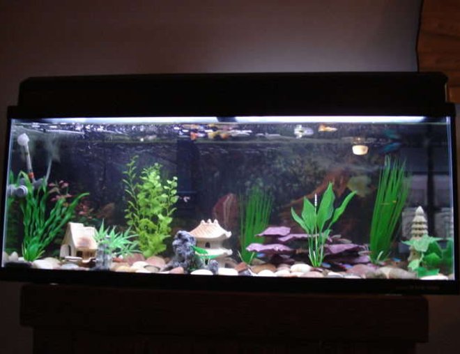 29 gallons freshwater fish tank (mostly fish and non-living decorations) - Freshwater community tank with Japan underwater theme 29 gallons freshwater fish tank (mostly fish and non-living decorations) - Freshwater community tank with Japan underwater theme