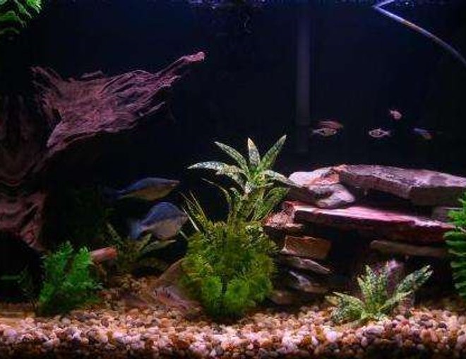 45 gallons freshwater fish tank (mostly fish and non-living decorations) - My half-wooded setup.
Had to take one piece of driftwood out to get clearer water. I'm pretty happy with it- and the fishies are really happy :) 45 gallons freshwater fish tank (mostly fish and non-living decorations) - My half-wooded setup.
Had to take one piece of driftwood out to get clearer water. I'm pretty happy with it- and the fishies are really happy :)