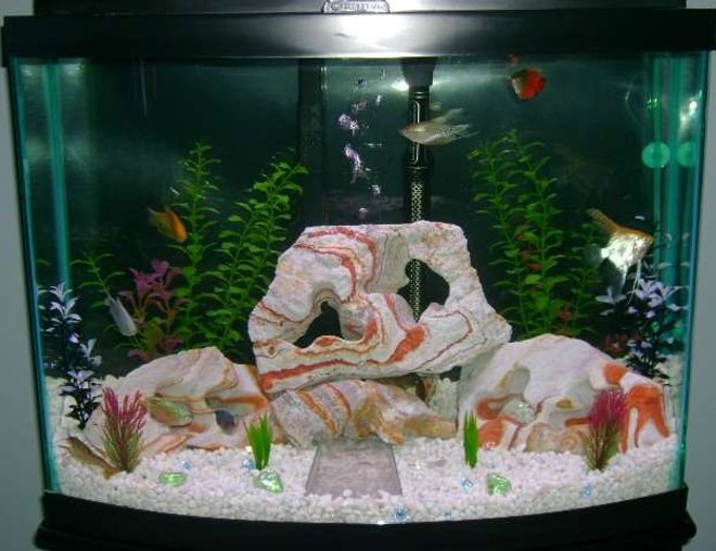 28 gallons freshwater fish tank (mostly fish and non-living decorations) - My First Tank! 28 gallons freshwater fish tank (mostly fish and non-living decorations) - My First Tank!