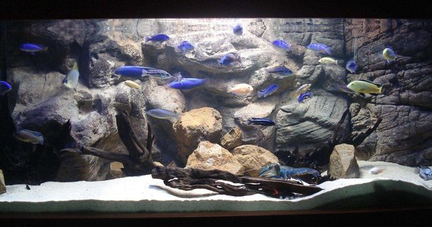 Rated #9: Freshwater Fish Tank - Tank is 5 Rated #9: Freshwater Fish Tank - Tank is 5"x2"x2" with an ocean sand substrate along with natural rocks and drift wood. It has a custom made latex rock background and is lit up using a large Halide light and an coral marine blue tube. Heating is supplies by the Jager heater and the water is kept crystal clear with the large Wet Dry filter.