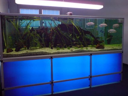 Rated #65: 237 Gallons Freshwater Fish Tank - fishtank in a company!! Rated #65: 237 Gallons Freshwater Fish Tank - fishtank in a company!!