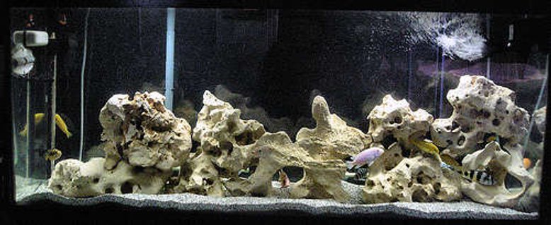Rated #77: 210 Gallons Freshwater Fish Tank - 55gallon African Cichlid Tank
Note: Those are air bubbles in the top right rather than scratches. Rated #77: 210 Gallons Freshwater Fish Tank - 55gallon African Cichlid Tank
Note: Those are air bubbles in the top right rather than scratches.