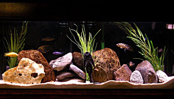 Rated #43: 55 Gallons Freshwater Fish Tank - Mix male tank. Rated #43: 55 Gallons Freshwater Fish Tank - Mix male tank.