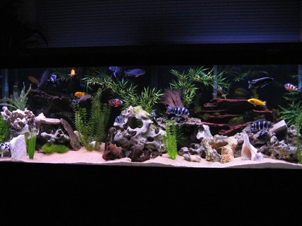 Rated #1: 125 Gallons Freshwater Fish Tank - 125 Gallon African Cichlid Tank Rated #1: 125 Gallons Freshwater Fish Tank - 125 Gallon African Cichlid Tank