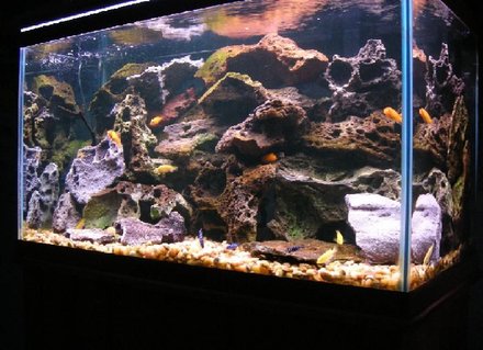 Rated #94: 58 Gallons Freshwater Fish Tank - My 58 gallon Malawi cichlid tank Rated #94: 58 Gallons Freshwater Fish Tank - My 58 gallon Malawi cichlid tank