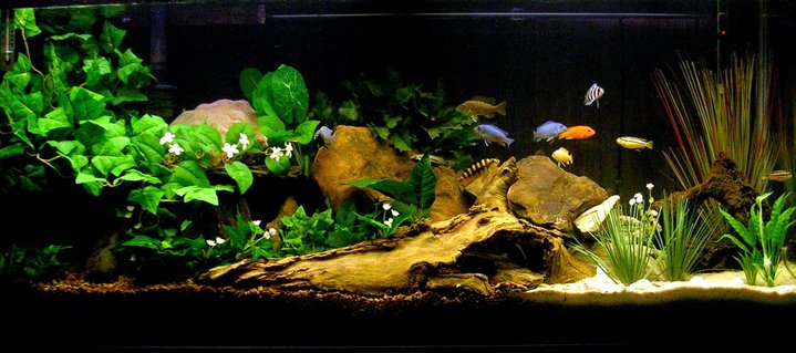 Rated #73: 29 Gallons Freshwater Fish Tank - My Cichlid Sanctuary. Rated #73: 29 Gallons Freshwater Fish Tank - My Cichlid Sanctuary.