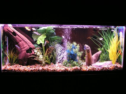 Rated #49: 55 Gallons Freshwater Fish Tank - Freshwater tank with Columbian Sharks, a Bala Shark, a blind shark, several red tail sharks, clown loaches and mollies Rated #49: 55 Gallons Freshwater Fish Tank - Freshwater tank with Columbian Sharks, a Bala Shark, a blind shark, several red tail sharks, clown loaches and mollies