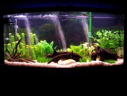 Rated #37: 72 Gallons Freshwater Fish Tank - My 72 Gallon Bowfront Tank- South American/Community Rated #37: 72 Gallons Freshwater Fish Tank - My 72 Gallon Bowfront Tank- South American/Community