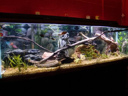 Rated #38: 125 Gallons Freshwater Fish Tank - My 125g Cichlid tank Rated #38: 125 Gallons Freshwater Fish Tank - My 125g Cichlid tank