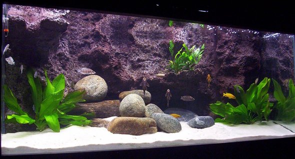 Rated #9: 79 Gallons Freshwater Fish Tank - Tanganyika 300 today Rated #9: 79 Gallons Freshwater Fish Tank - Tanganyika 300 today