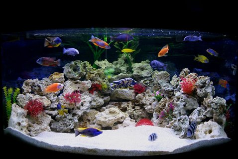Rated #2: 90 Gallons Freshwater Fish Tank - My new Male Only Show Tank Please leave your comments, Im really interested to know what people think.
Thanks Rated #2: 90 Gallons Freshwater Fish Tank - My new Male Only Show Tank Please leave your comments, Im really interested to know what people think.
Thanks