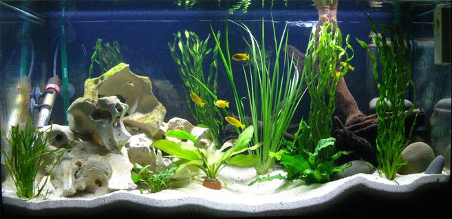 Rated #7: 40 Gallons Freshwater Fish Tank - Front on! Rated #7: 40 Gallons Freshwater Fish Tank - Front on!
