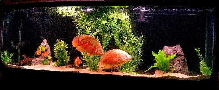 Rated #45: 135 Gallons Freshwater Fish Tank - New setup Rated #45: 135 Gallons Freshwater Fish Tank - New setup