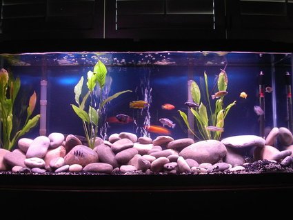 Rated #33: 55 Gallons Freshwater Fish Tank - 55 gallon. two double whisper 60 gallon filters. riverstones. cichlid mix with black gravel and 3 sword plants. Rated #33: 55 Gallons Freshwater Fish Tank - 55 gallon. two double whisper 60 gallon filters. riverstones. cichlid mix with black gravel and 3 sword plants.