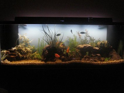 Rated #47: 265 Gallons Freshwater Fish Tank - Hey, any questions or concerns? Rated #47: 265 Gallons Freshwater Fish Tank - Hey, any questions or concerns?