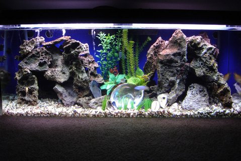 Rated #39: 60 Gallons Freshwater Fish Tank - 60 gallon peacock tank rearranged. Rated #39: 60 Gallons Freshwater Fish Tank - 60 gallon peacock tank rearranged.