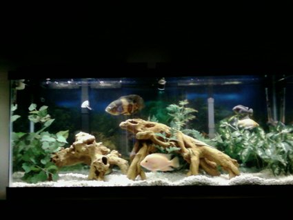 Rated #91: 55 Gallons Freshwater Fish Tank - another one Rated #91: 55 Gallons Freshwater Fish Tank - another one