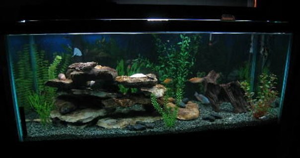 Rated #77: 55 Gallons Freshwater Fish Tank - 75 gal Rated #77: 55 Gallons Freshwater Fish Tank - 75 gal